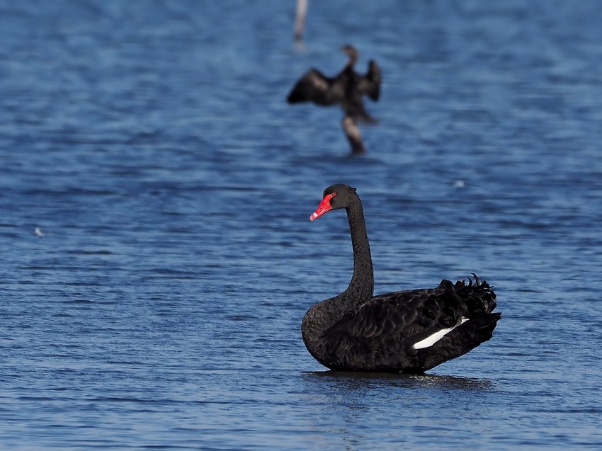 Cigno nero